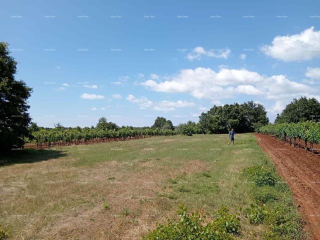 Poljoprivredno zemljište Prodaja poljoprivrednog zemljište, Juršići