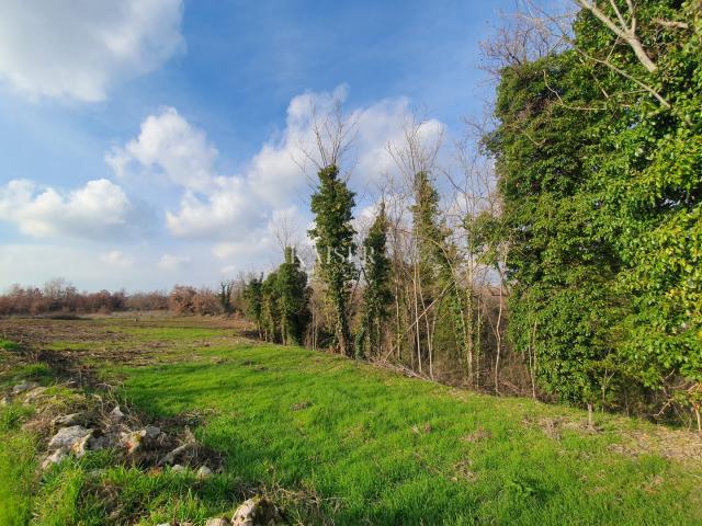 Istria - Višnjan, land next to an olive grove