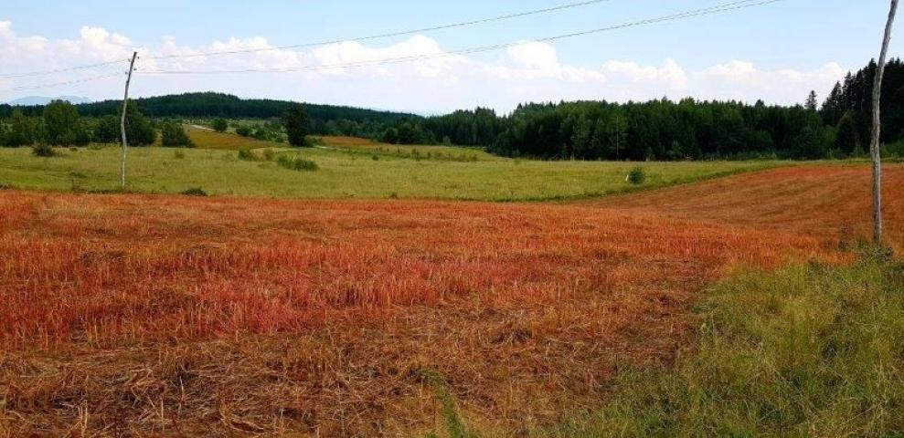 Prodaje se polj. zemljište  1. 76, 63 ha, Jabuka, Prijepolje