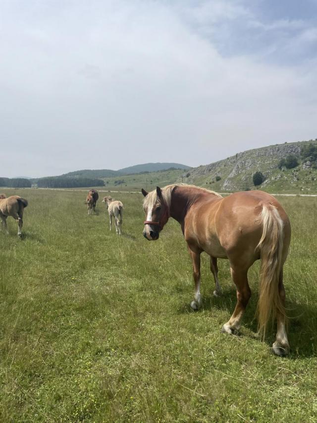 Juzni Kucaj-Kucajske planine-Brezovica  -Zemljiste 12999m2 sa ucrtanim objektom 18m2