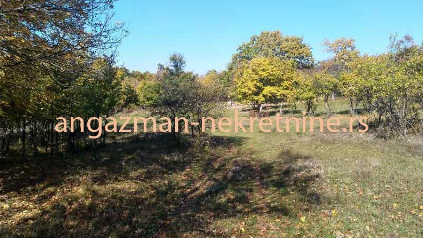 Rtanj, Lukovo – Golemo polje 3ha 82a 29kvm ID#19902