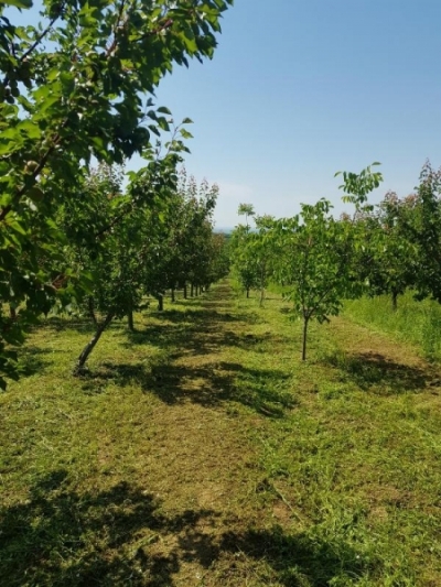 GRAĐEVINSKO ZEMLJIŠTE, TOP LOKACIJA - RIVICA, IRIG