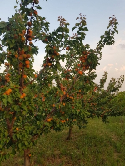 GRAĐEVINSKO ZEMLJIŠTE, TOP LOKACIJA - RIVICA, IRIG