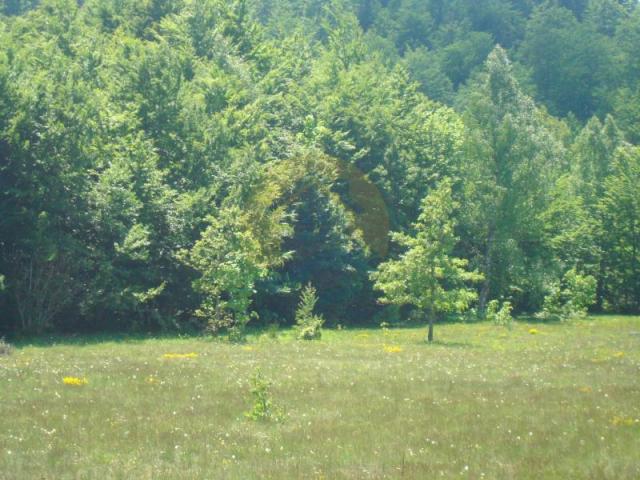 Beautiful plot in a quiet village Rudinice, close to the city of Pluzine