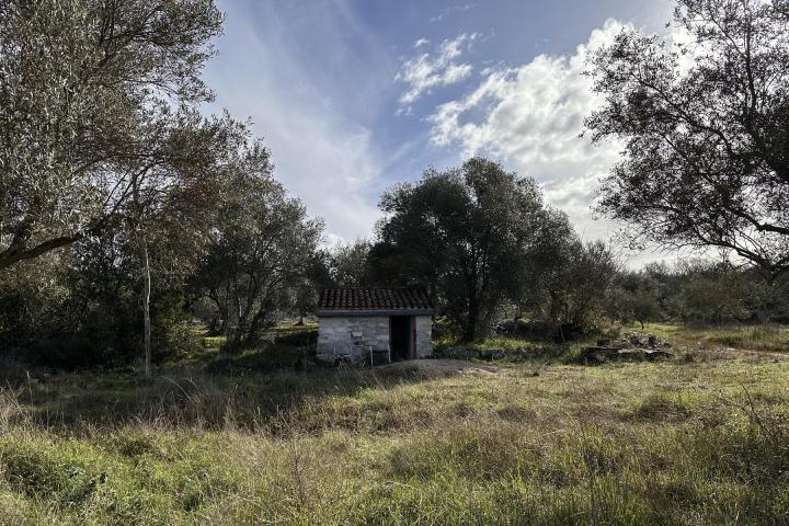 Istra, Rovinjsko selo, 6599m2 poljoprivredno zemljište  s manjim gospodarskim objektom 