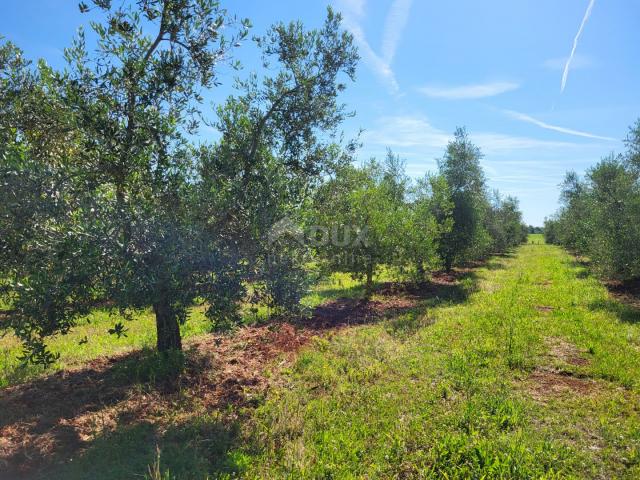 ISTRIA, NOVIGRAD - A spacious olive grove with 300 olive trees and an outbuilding