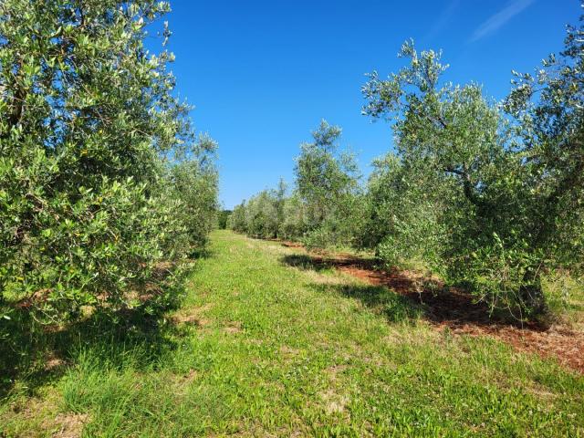 ISTRIA, NOVIGRAD - A spacious olive grove with 300 olive trees and an outbuilding