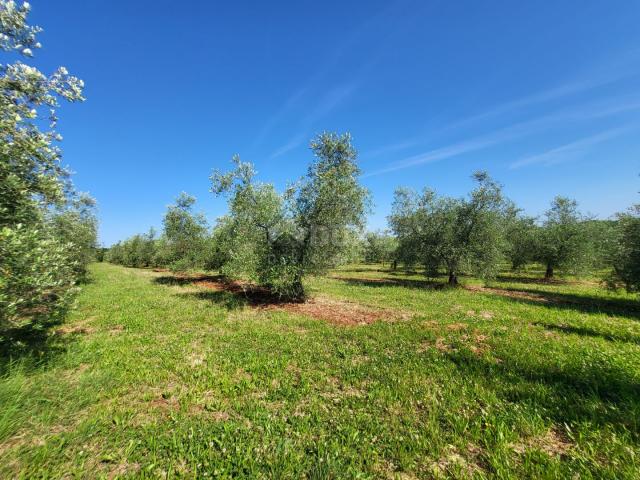 ISTRIA, NOVIGRAD - A spacious olive grove with 300 olive trees and an outbuilding