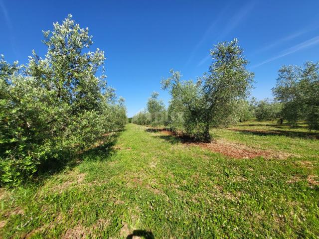 ISTRIEN, NOVIGRAD – Ein weitläufiger Olivenhain mit 300 Olivenbäumen und einem Nebengebäude