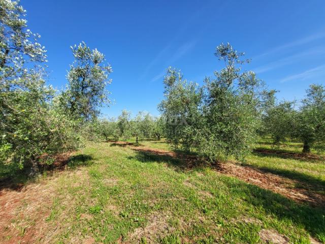 ISTRIA, NOVIGRAD - A spacious olive grove with 300 olive trees and an outbuilding