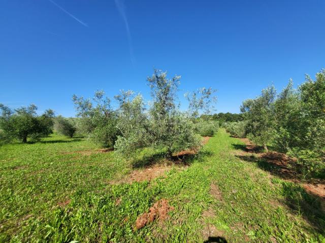 ISTRIA, NOVIGRAD - A spacious olive grove with 300 olive trees and an outbuilding