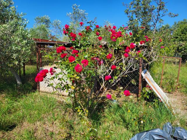 ISTRIA, NOVIGRAD - A spacious olive grove with 300 olive trees and an outbuilding