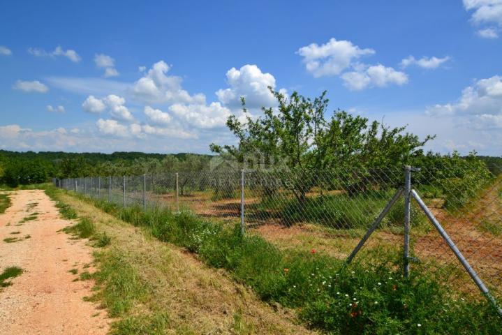 ISTRIA, NOVIGRAD - A spacious olive grove with 300 olive trees and an outbuilding