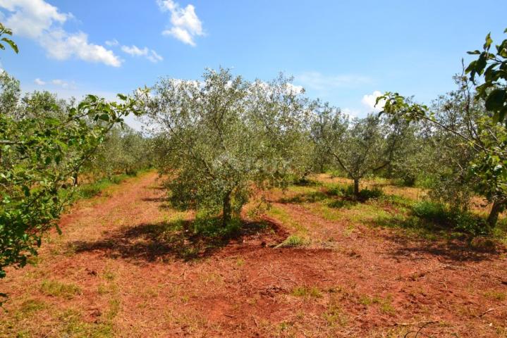 ISTRIA, NOVIGRAD - A spacious olive grove with 300 olive trees and an outbuilding