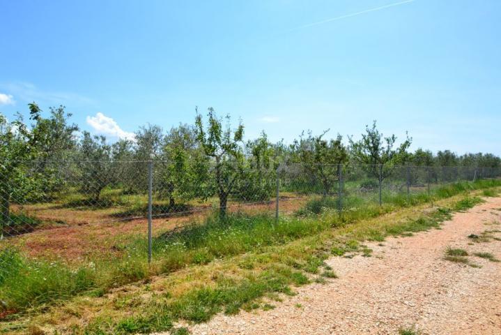 ISTRIA, NOVIGRAD - A spacious olive grove with 300 olive trees and an outbuilding