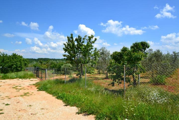 ISTRIA, NOVIGRAD - A spacious olive grove with 300 olive trees and an outbuilding