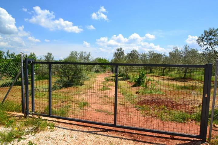 ISTRIA, NOVIGRAD - A spacious olive grove with 300 olive trees and an outbuilding