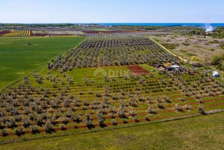 ISTRA, NOVIGRAD - Prostrani maslinik s 300 maslina i gospodarskim objektom