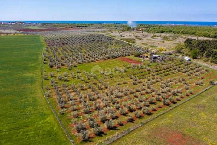 ISTRIA, NOVIGRAD - A spacious olive grove with 300 olive trees and an outbuilding