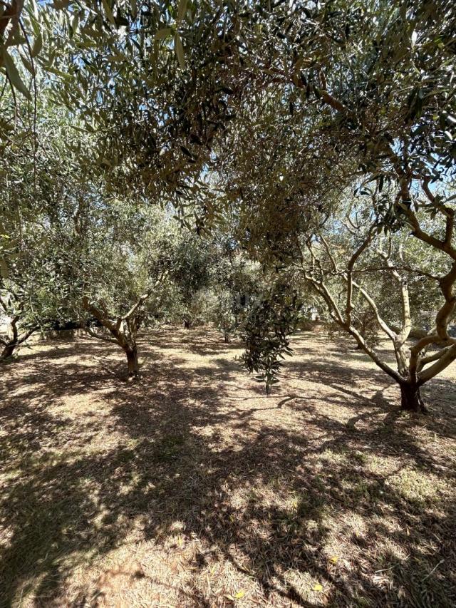 ZADAR, PRIVLAKA - A beautiful house with a large garden and an olive grove