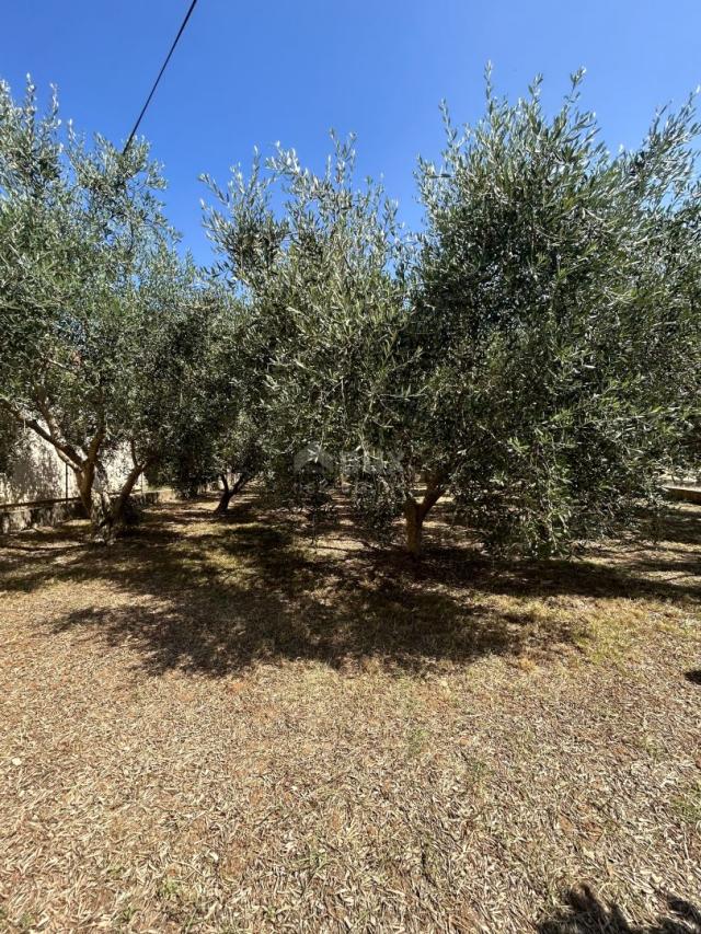 ZADAR, PRIVLAKA - A beautiful house with a large garden and an olive grove