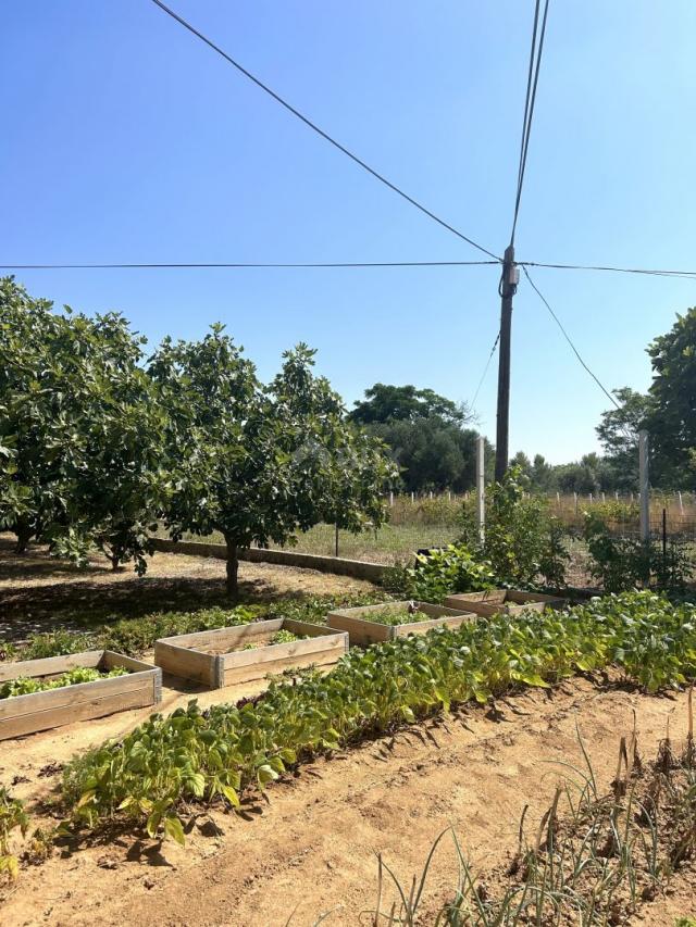 ZADAR, PRIVLAKA - A beautiful house with a large garden and an olive grove