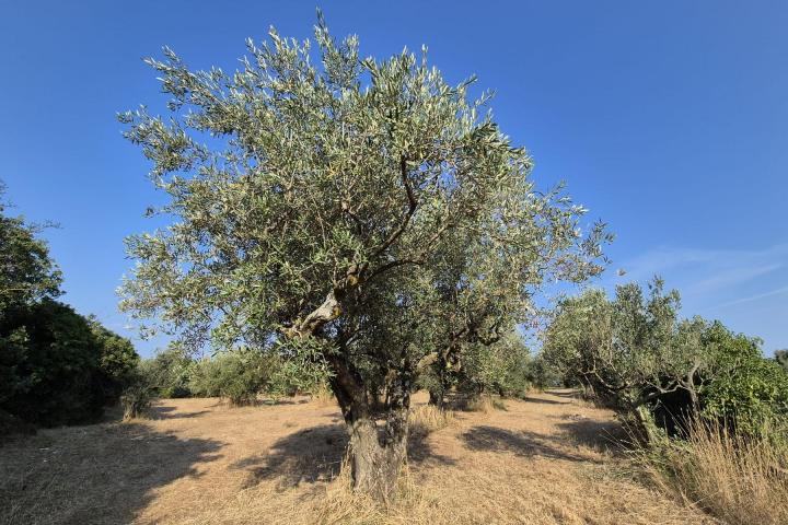 Istra, Peroj, zemljište s maslinicima