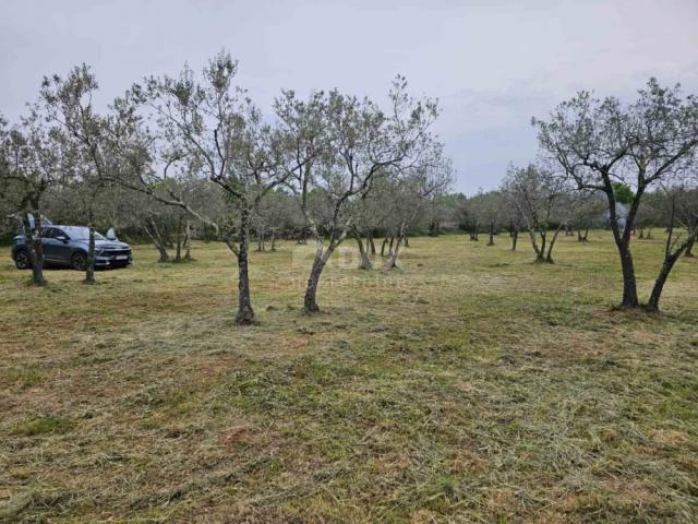 ISTRIA, FAŽANA - Beautiful olive grove with Istrian kažun 3,170 m2