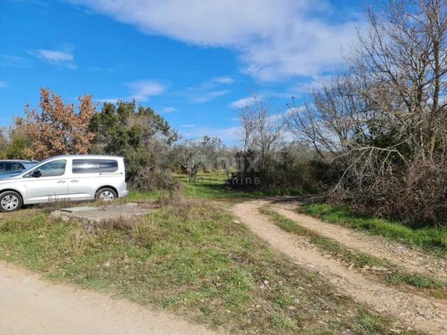 ISTRIA, FAŽANA - Beautiful olive grove with Istrian kažun 3,170 m2