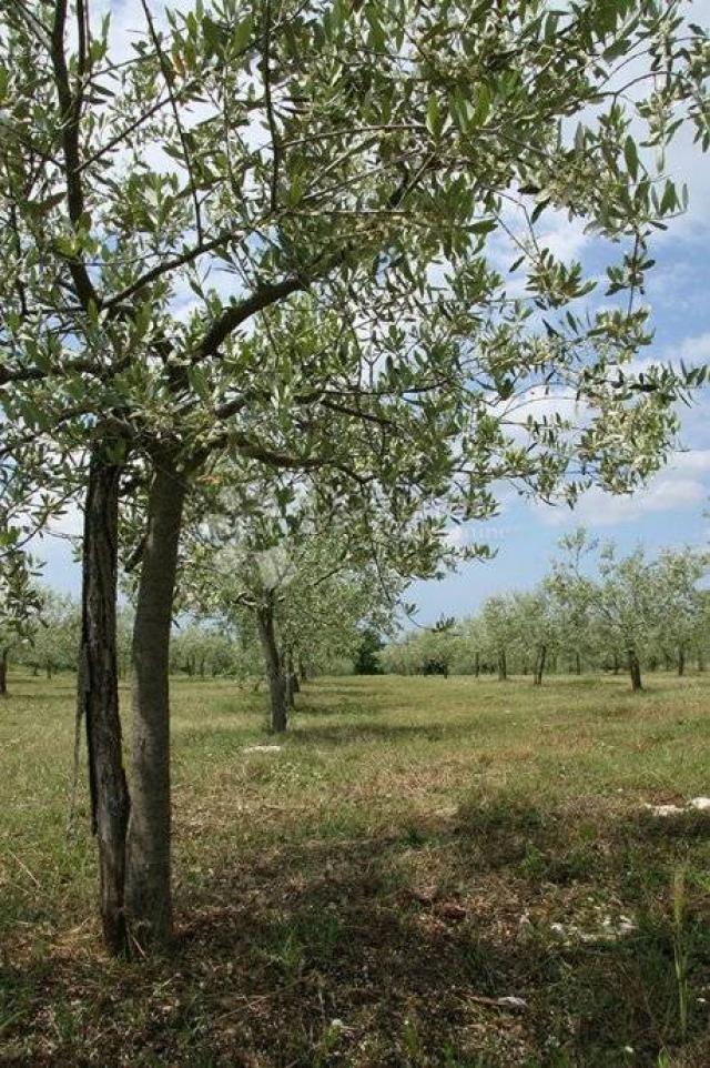 Prekrasan maslinik u okolici Baderne, 3000 m²