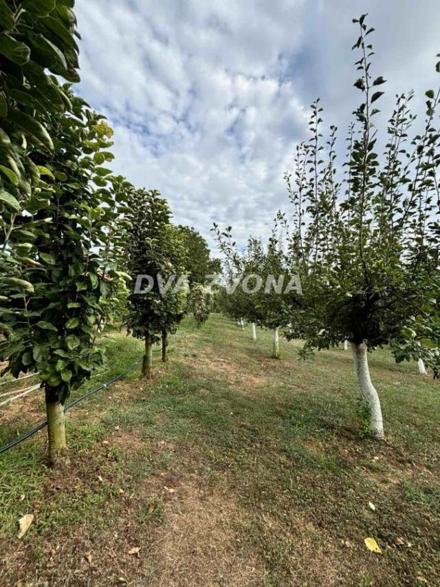 PLAC SA UKNJIŽENIM POMOĆNIM OBJEKTOM I VOĆNJAKOM NA FRUŠKOJ GORI!