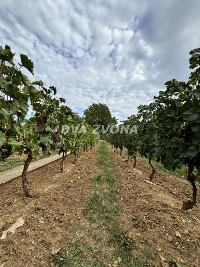 PLAC SA UKNJIŽENIM POMOĆNIM OBJEKTOM I VOĆNJAKOM NA FRUŠKOJ GORI!