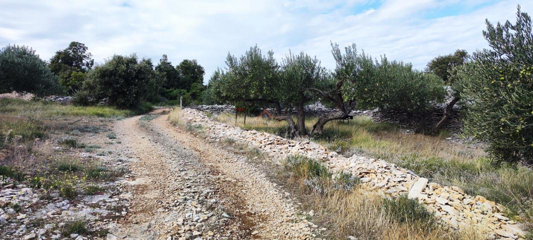 OTOK BRAČ, ŠKRIP,  11 PARCELA