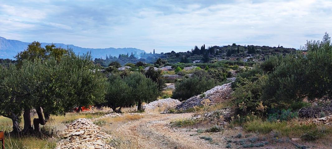 OTOK BRAČ, ŠKRIP,  11 PARCELA