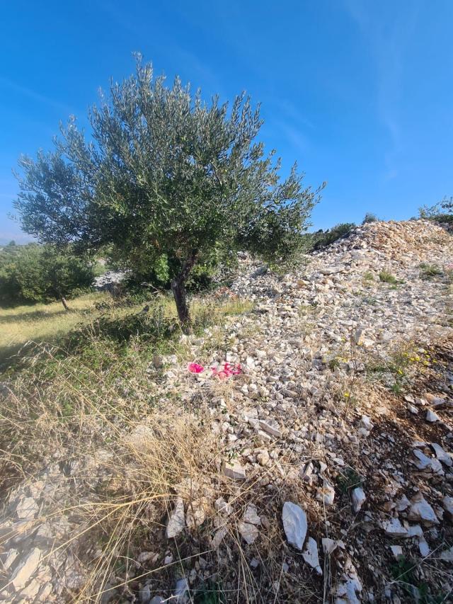 OTOK BRAČ, ŠKRIP,  11 PARCELA