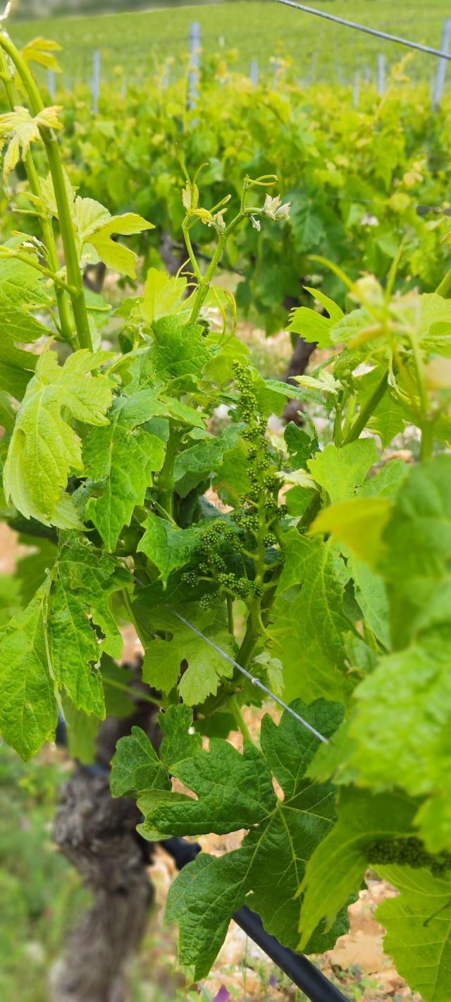 BRAČ - BRUSJE VINOGRAD, RIJETKO NA TRŽIŠTU