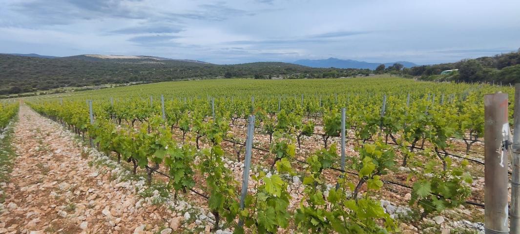 BRAČ - BRUSJE VINOGRAD, RIJETKO NA TRŽIŠTU