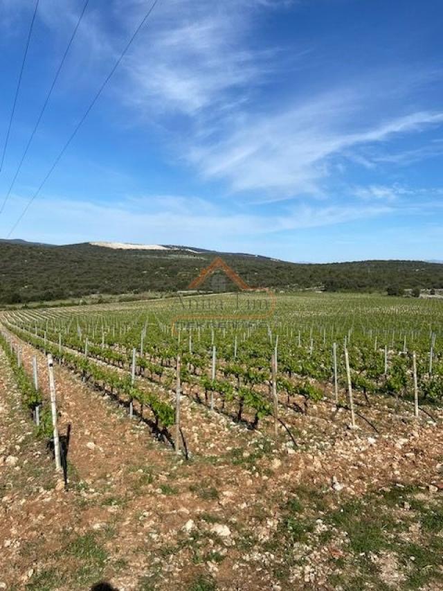 BRAČ - BRUSJE VINOGRAD, RIJETKO NA TRŽIŠTU