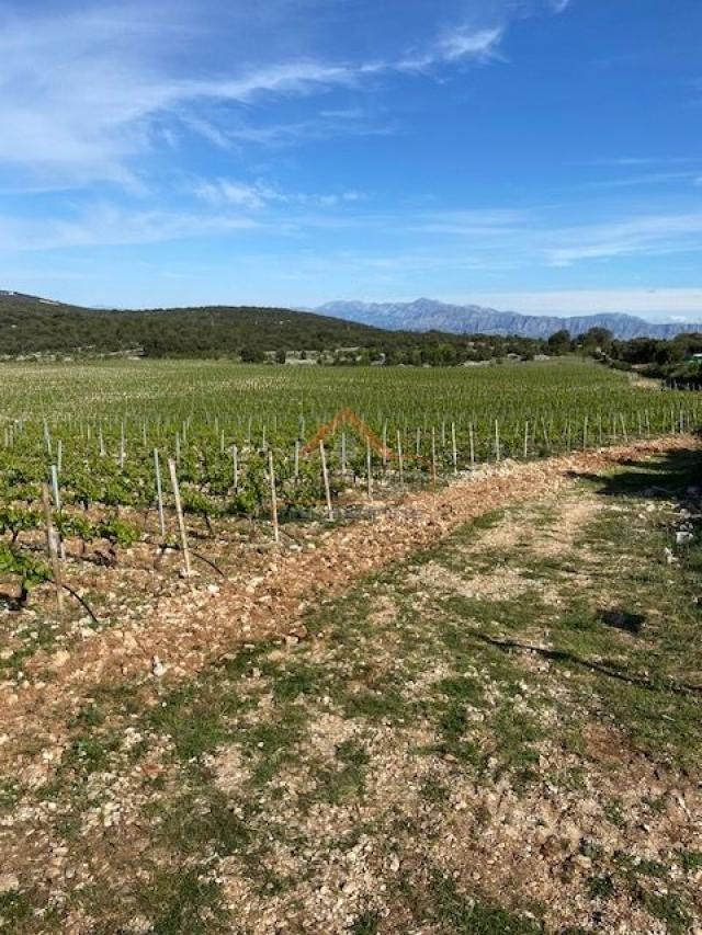 BRAČ - BRUSJE VINOGRAD, RIJETKO NA TRŽIŠTU