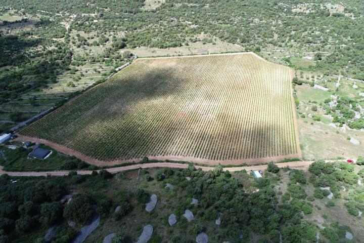 BRAČ - BRUSJE VINOGRAD, RIJETKO NA TRŽIŠTU