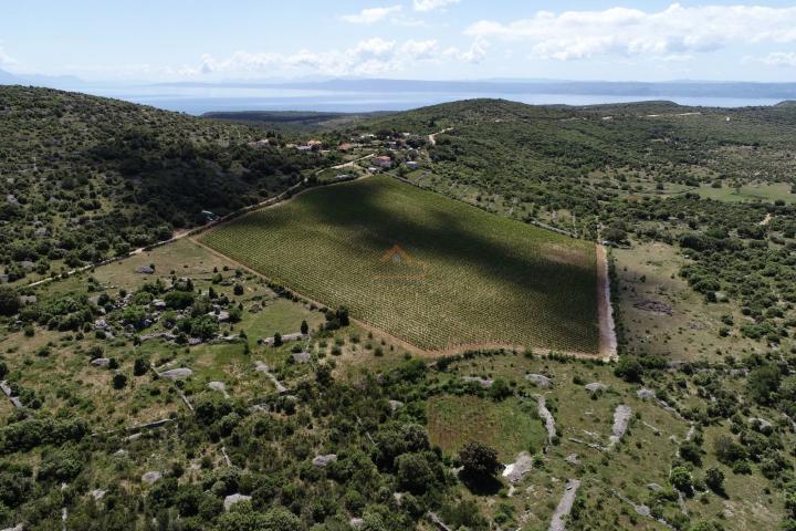 BRAČ - BRUSJE VINOGRAD, RIJETKO NA TRŽIŠTU