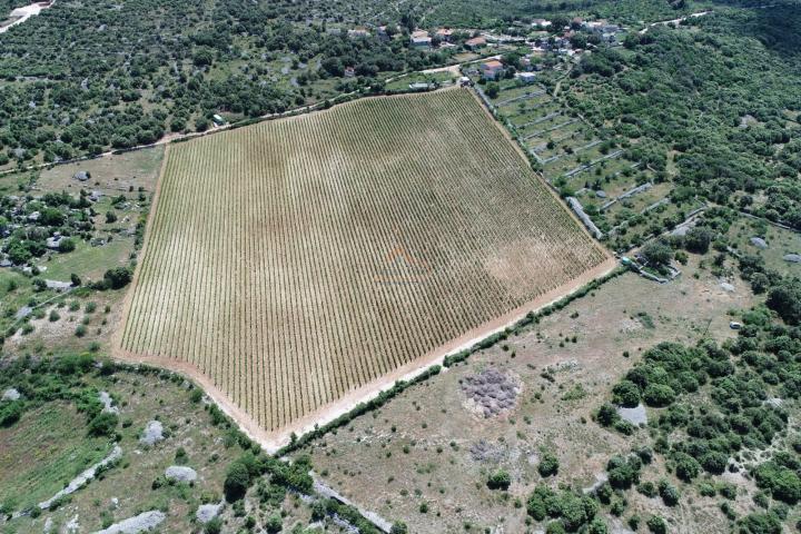 BRAČ - BRUSJE VINOGRAD, RIJETKO NA TRŽIŠTU