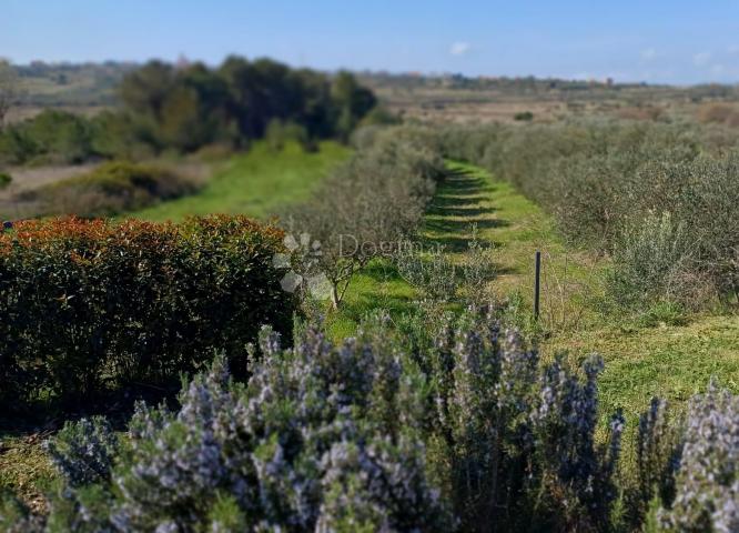 Vila s bazenom i velikim maslinikom, Crno - Zadar!