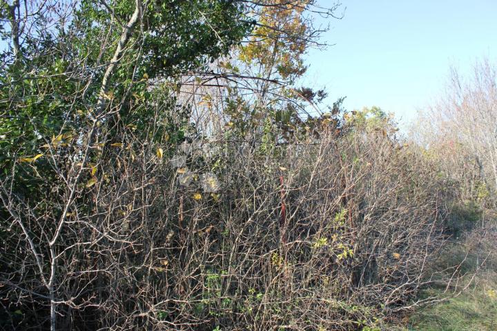 Land Filipana, Marčana, 1.597m2