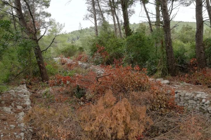 Korčula, atraktivno građevinsko zemljište površine 2371 m2