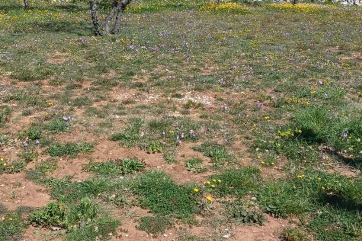 Marčana, Filipana, građevinsko zemljište s potencijalom od 1970 m2!