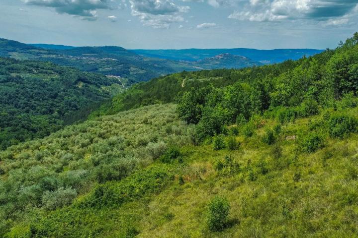 Istra, zemljište 5. 800 m2 s panoramskim pogledom na Motovun i pravomoćnom građevinskom dozvolom