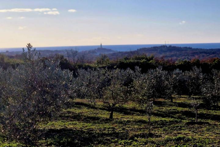 Istra, Rovinj, projekt s dozvolom za gradnju kuće 120m2 na zemljištu s maslinikom 16000m2 