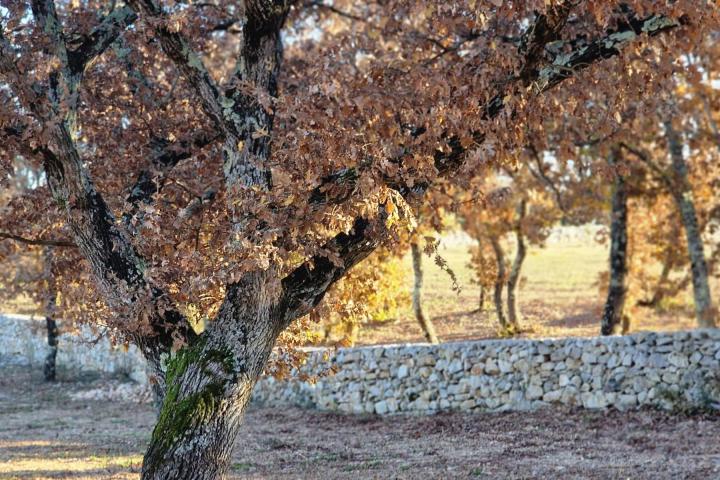 Istra, Rovinj, projekt s dozvolom za gradnju kuće 120m2 na zemljištu s maslinikom 16000m2 