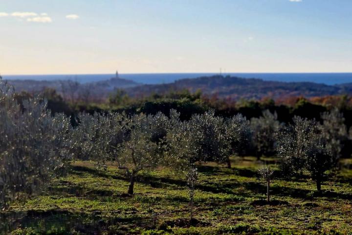 Istra, Rovinj, projekt s dozvolom za gradnju kuće 120m2 na zemljištu s maslinikom 16000m2 